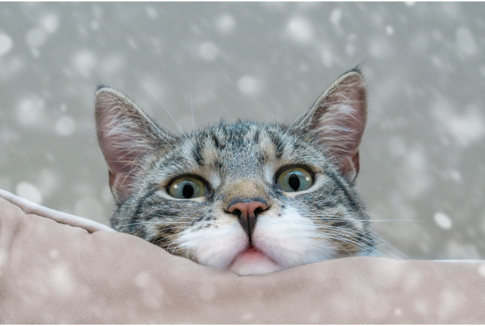 Jakie są najpopularniejsze koty w książkach, internecie i telewizji?