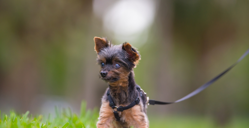 Niewidomy pies – jak mu pomóc i ułatwić życie?