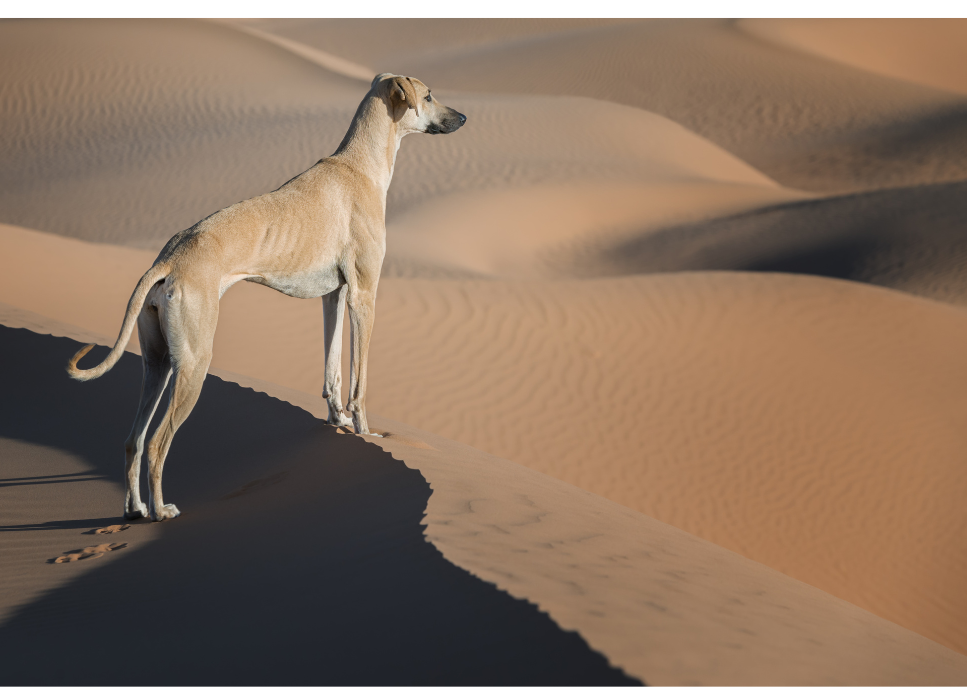 Chart arabski (sloughi) - encyklopedia ras psów