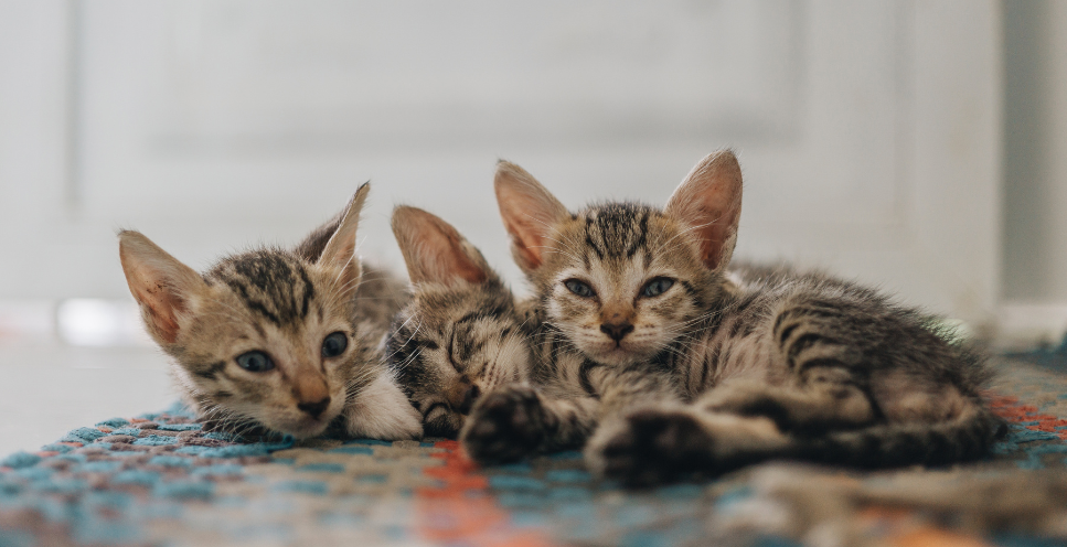 Sokoke - kenijski udomowiony kot. Encyklopedia ras kotów