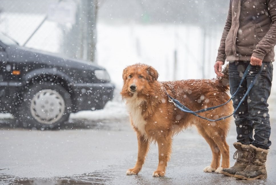 Przepis na idealny spacer z psem