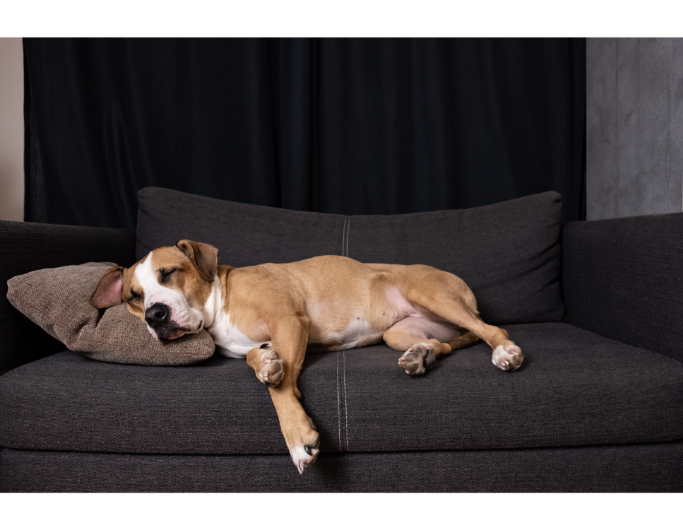 Spokojne psy - czy takie właściwie istnieją?