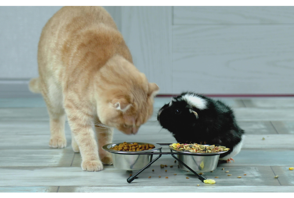 Świnka morska a kot i pies - czy takie połączenie może się udać?