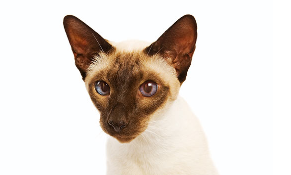 Encyklopedia kotów: rasa kot syjamski (Siamese cat)