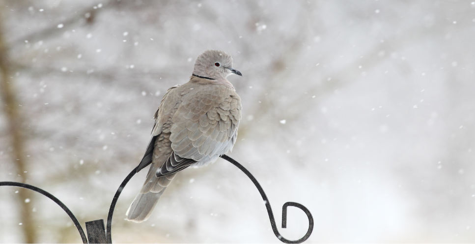 Synogarlica (Streptopelia decaocto) - poznaj lepiej gołębia, który stał się symbolem miłości