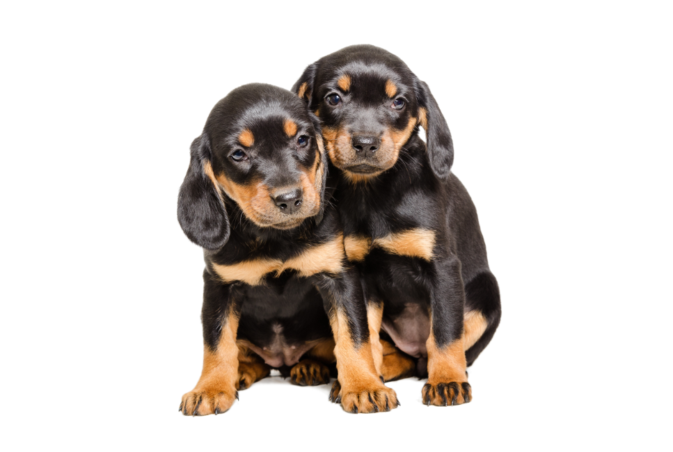 Gończy słowacki (slovensky kopov) - Encyklopedia ras psów