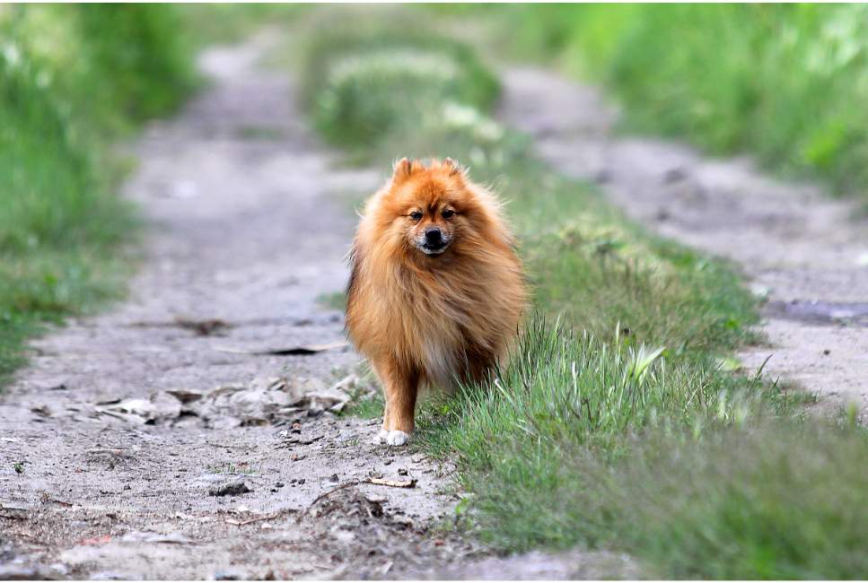 Szpic mały niemiecki - Encyklopedia psów