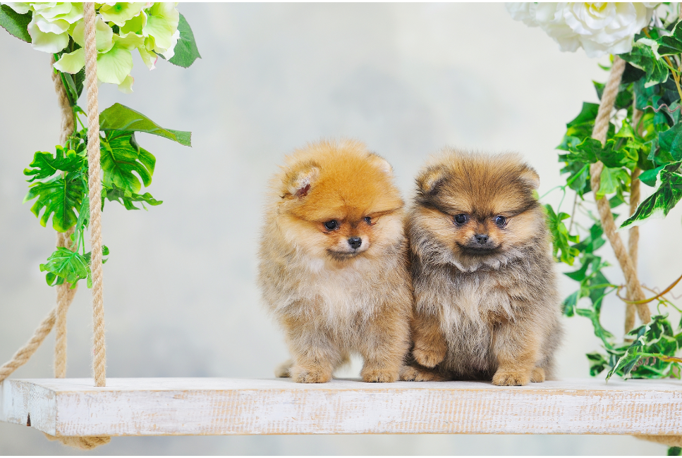 Grupa V psów w FCI: Szpice i psy w typie pierwotnym