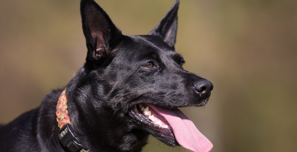 Pies tajwański (Taiwan Dog) - encyklopedia ras psów