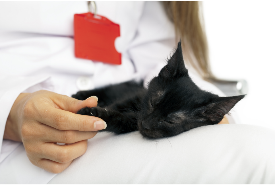 Tajemnicza choroba kotów – dlaczego koty zaczęły nagle umierać?