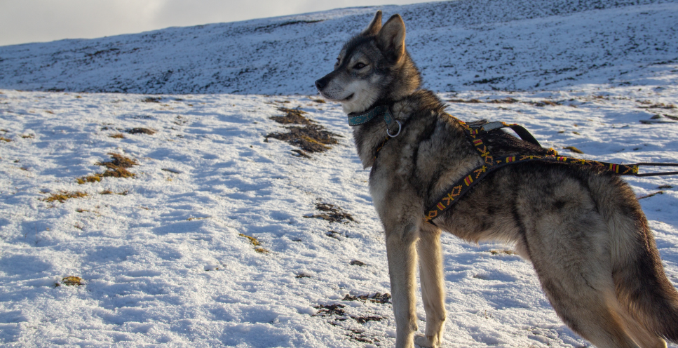 Tamaskan - encyklopedia ras psów