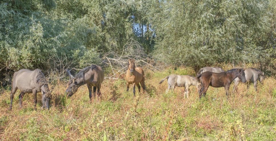 Tarpan - dziki koń stepowy - najważniejsze informacje o rasie