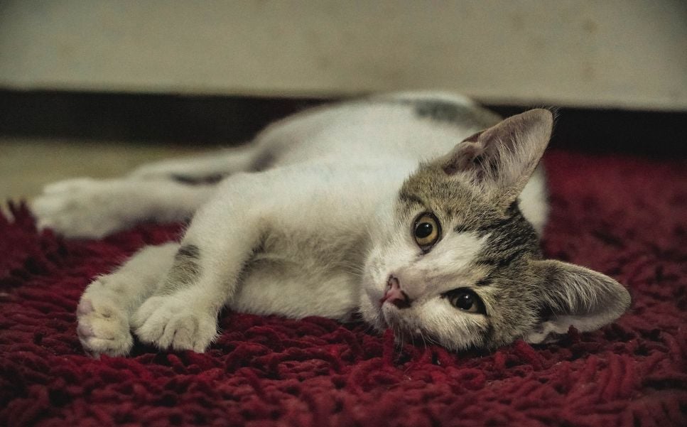 Jak wygląda tasiemiec u kota i jakie daje objawy?