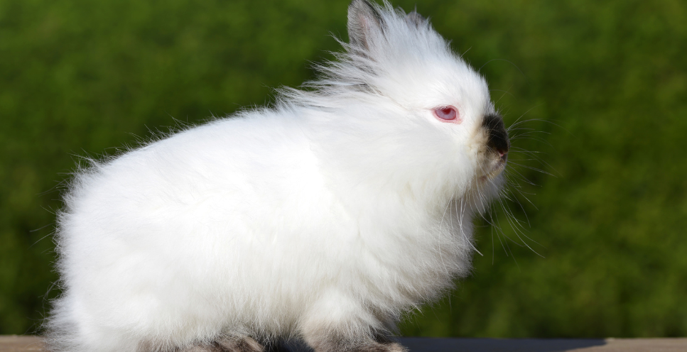 Królik karzełek teddy - opis rasy