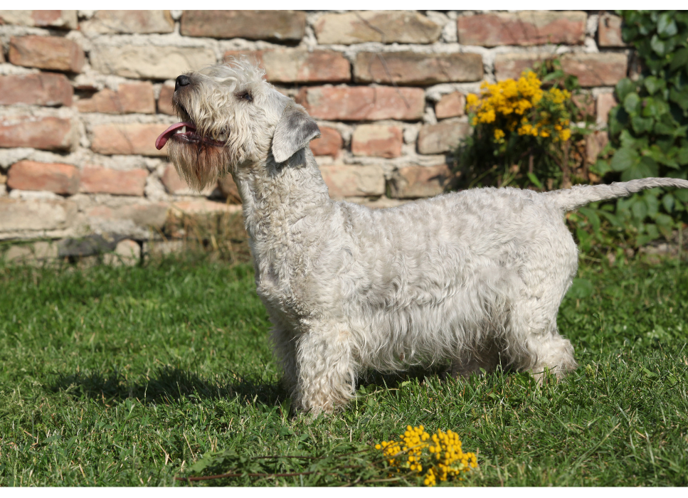 Terier czeski (cesky terrier) - encyklopedia ras psów