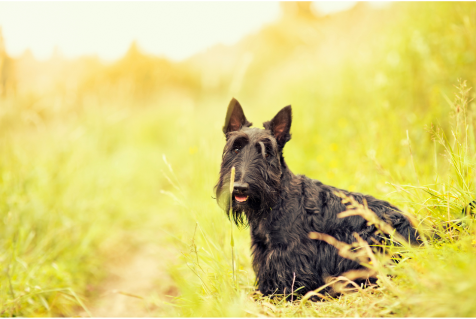 Terier szkocki - Encyklopedia ras psów