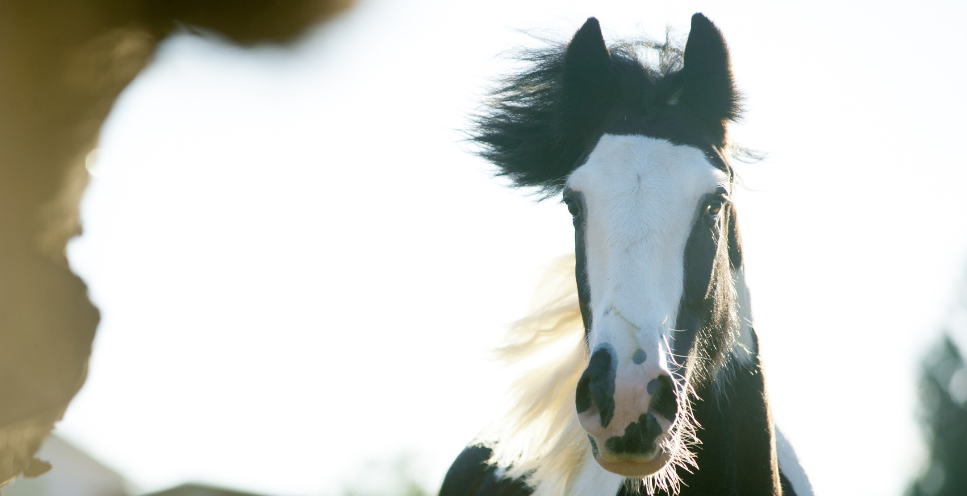 Tinker - najważniejsze informacje o rasie