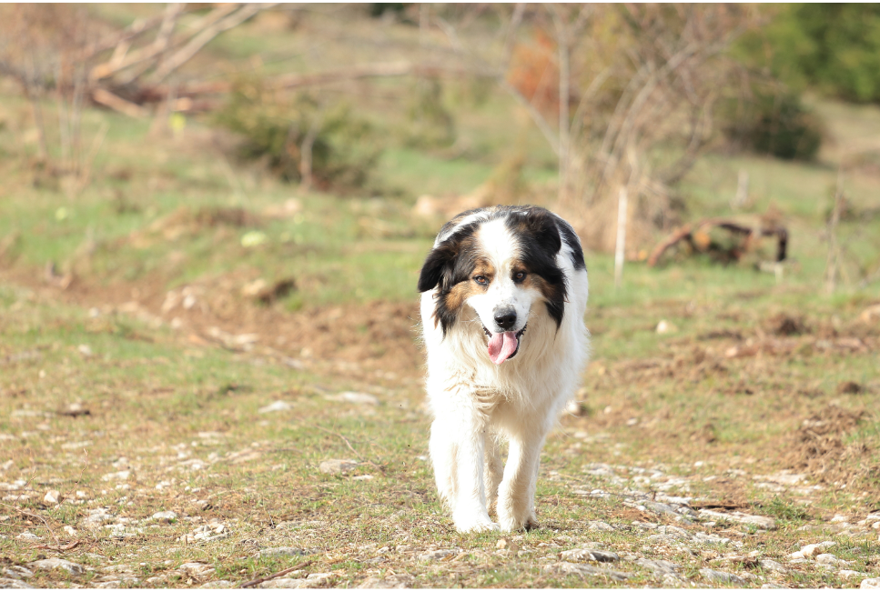 Tornjak (chorwacki pies pasterski) - duma regionów. Encyklopedia ras psów