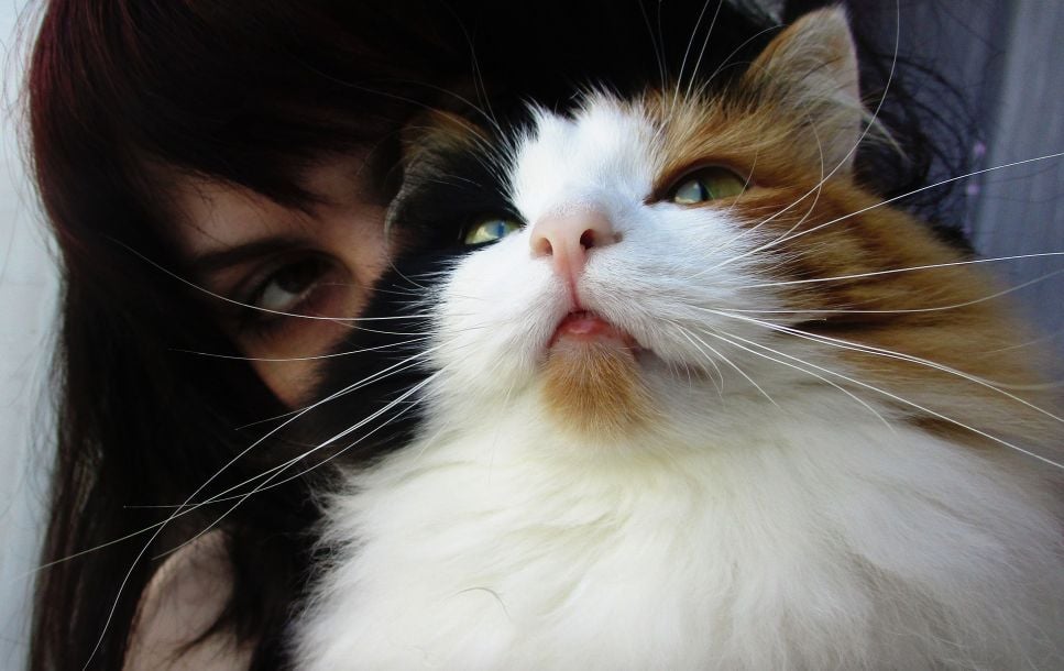 Jak rozpoznać trądzik u kota?