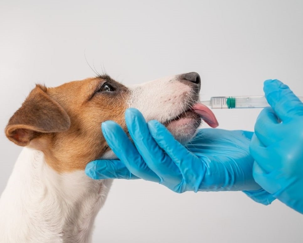 Tran dla psa – szkodzi czy pomaga?