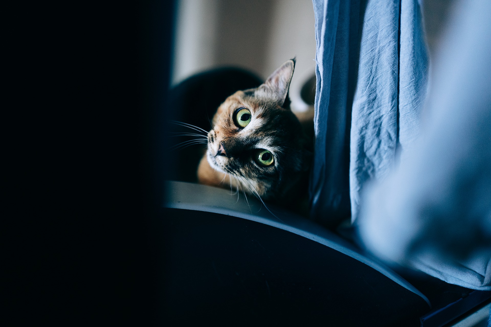 Jakie filmy zainteresują kota?