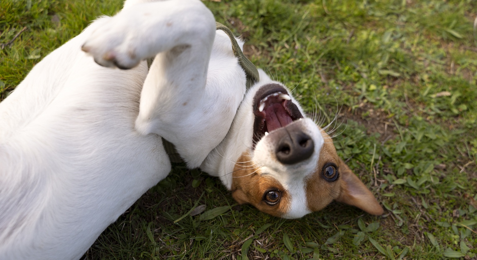 Pchle zapalenie skóry u psa