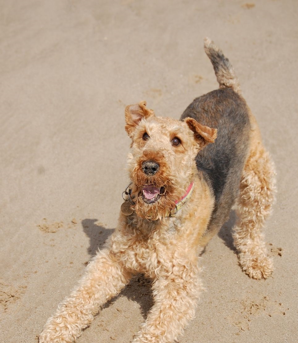 Terier walijski (Welsh terrier) - Opis rasy (Encyklopedia psów)