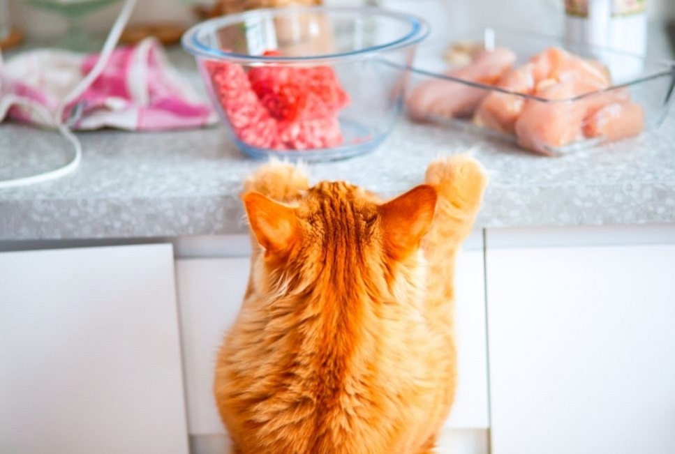 Czy wątróbka dla kota to dobre urozmaicenie jego diety?