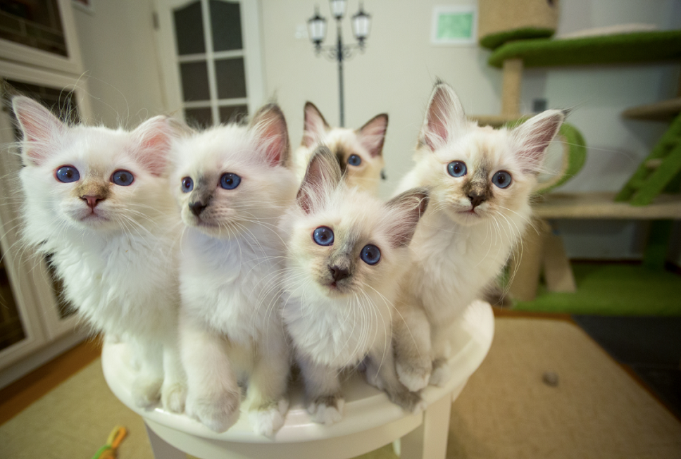 Dziwne rasy kotów TOP 10