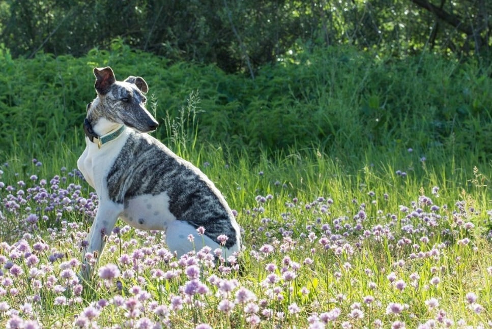 Chart whippet (chart angielski) – Encyklopedia psów