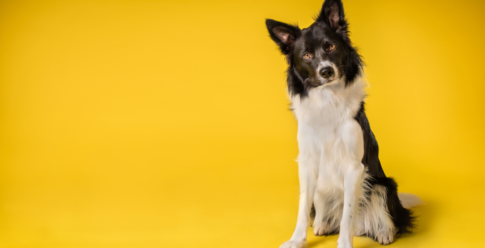 Wnętrostwo u psa - rozpoznanie, leczenie i profilaktyka