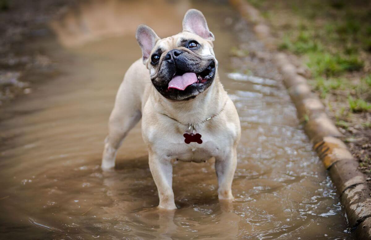 Choroby stawów u psa - Porady Weterynarza