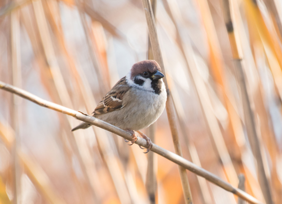 Co jedzą wróble i jak wyglądają? Poznaj bliżej wróbelki