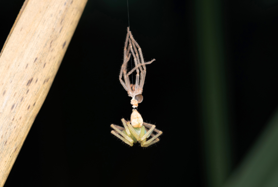 Przyczyny i przebieg wylinki pająka