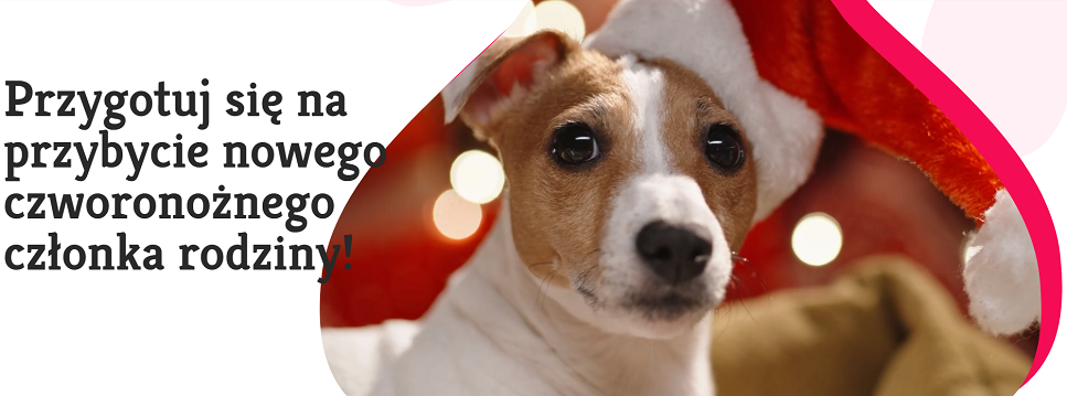 Jak być rewelacyjnym opiekunem psa? Najnowsza książka z poradami m.in. Michała Dąbrowskiego