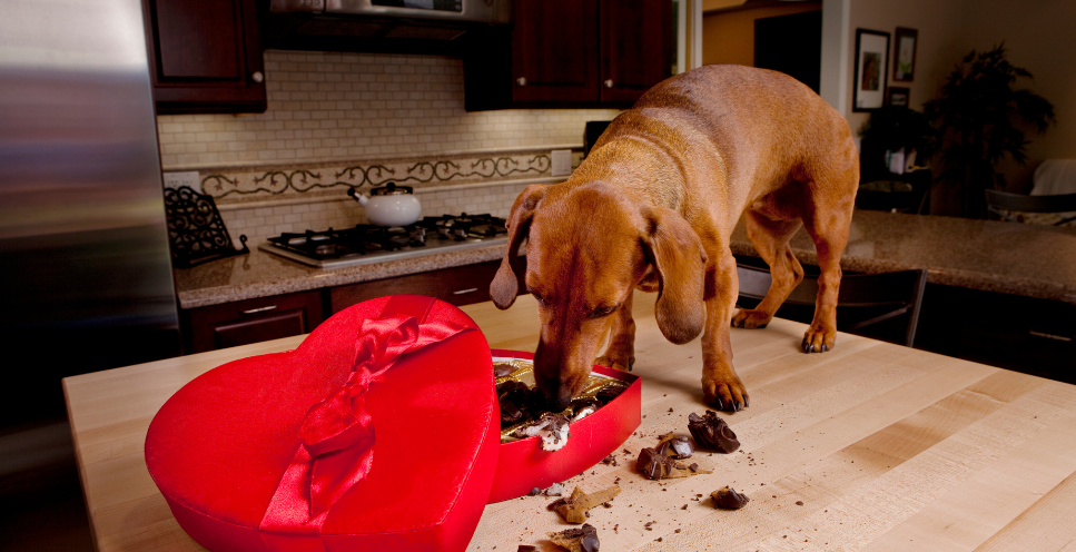 Jak skutecznie wywołać wymioty u psa i kota? Tych rzeczy absolutnie nie rób!