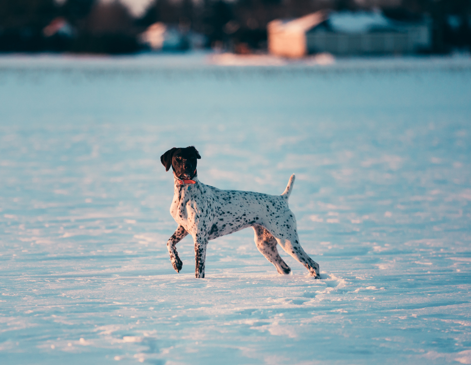 Wyżeł niemiecki - poznaj wszystkie jego odmiany i oblicza - encyklopedia ras psów