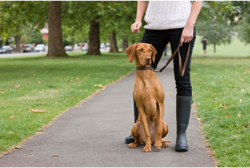 Wyżeł węgierski krótkowłosy - encyklopedia ras psów