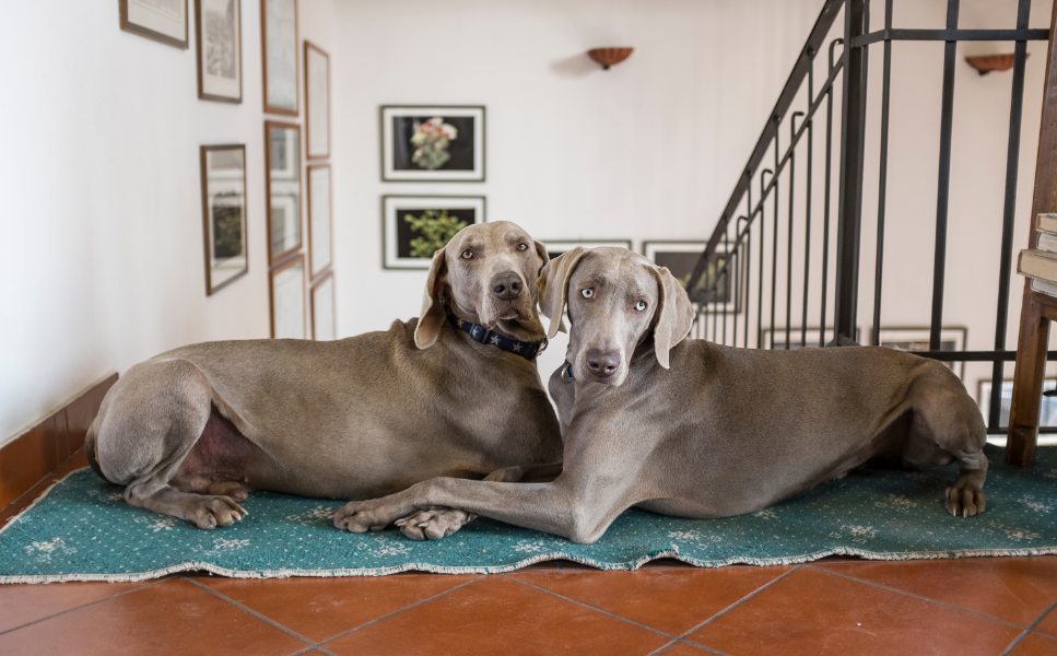 Wyżeł weimarski (weimar dog) – encyklopedia psów