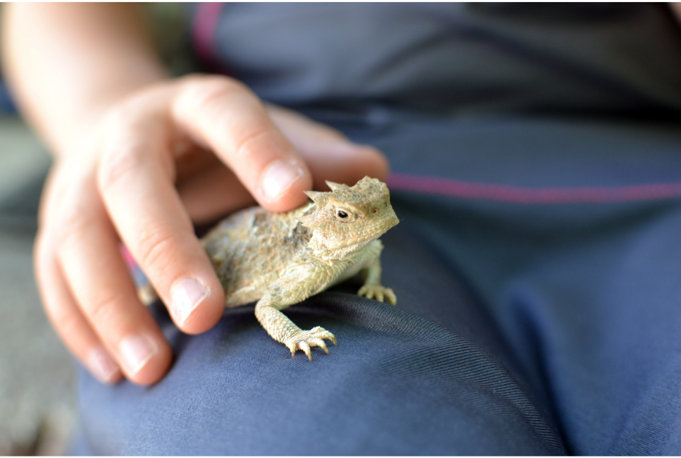 Żaba rogata – wszystko, co powinieneś wiedzieć o rogatce ozdobnej