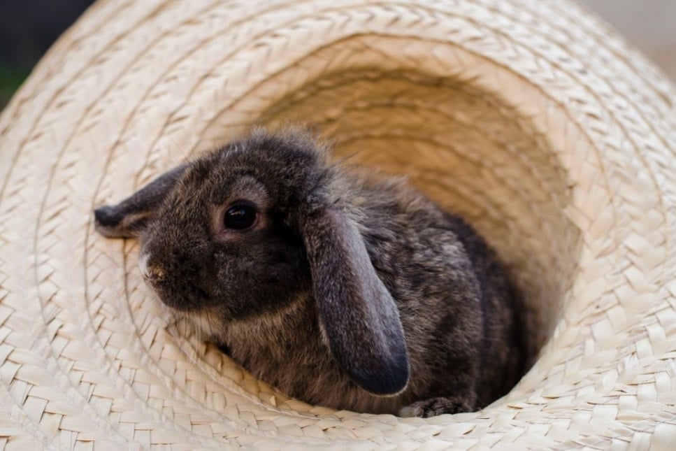 Pomysły na zabawy z królikiem