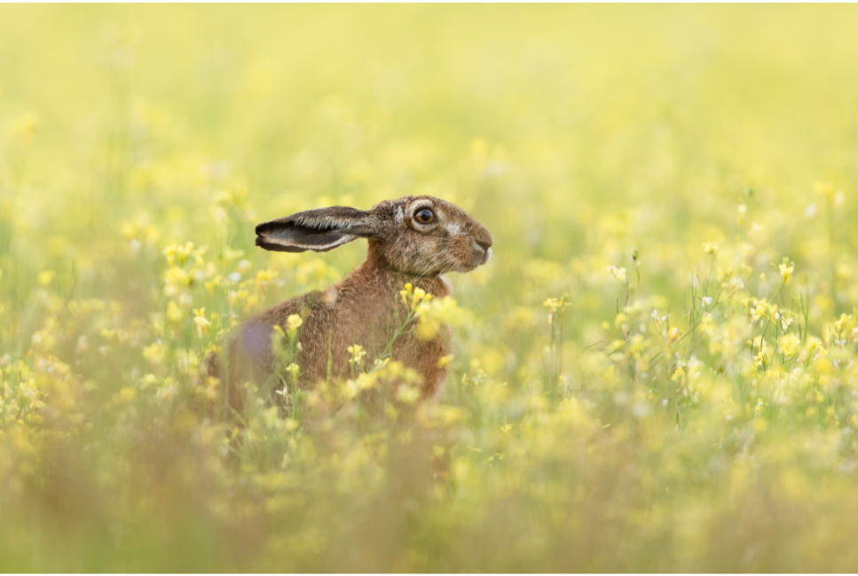Czym się różni zając od królika? Zobacz, jak rozróżnić te zwierzaki!