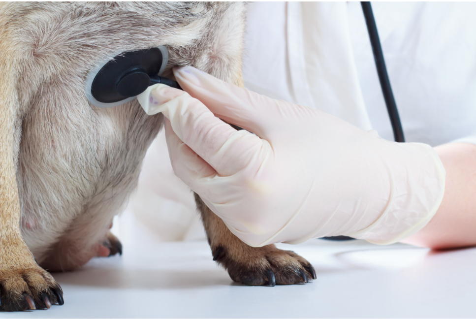 Zapadająca się tchawica u psa – objawy, leczenie, rokowania