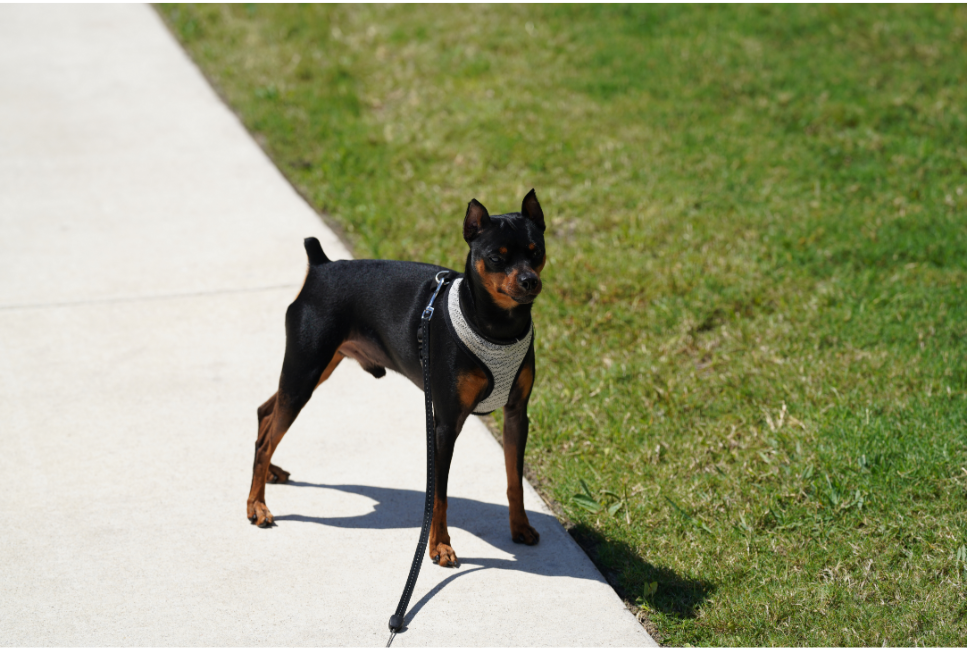 Prącie psa - wszystko, co powinieneś wiedzieć, a wstydzisz się zapytać