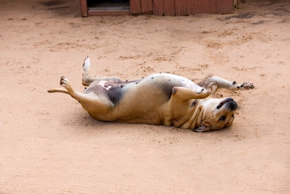 Zapalenie sutka u psa - czy to początek nowotworu listwy mlecznej psa?