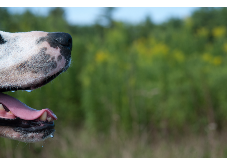 Zapalenie warg u psa – jak poradzić sobie ze spuchniętą wargą u pupila?