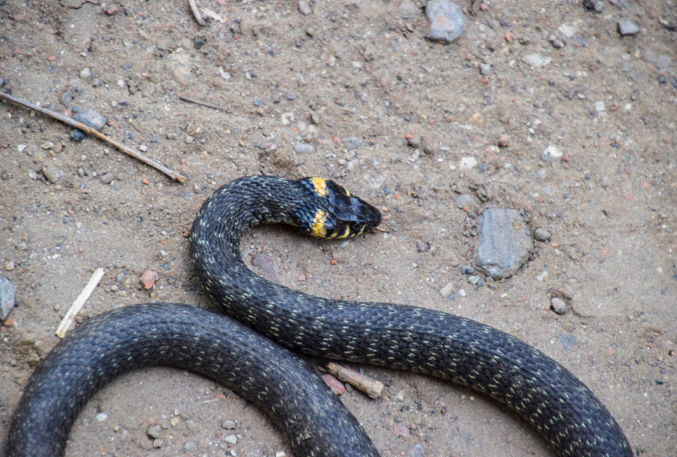 Zaskroniec w oczku wodnym – co robić?