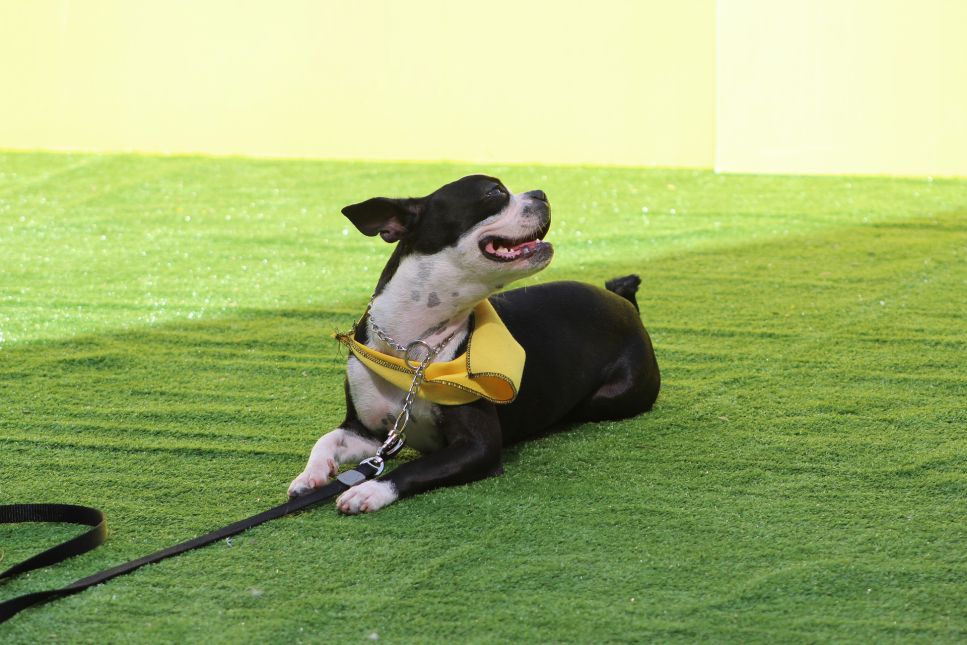 Czym jest obedience i posłuszeństwo sportowe