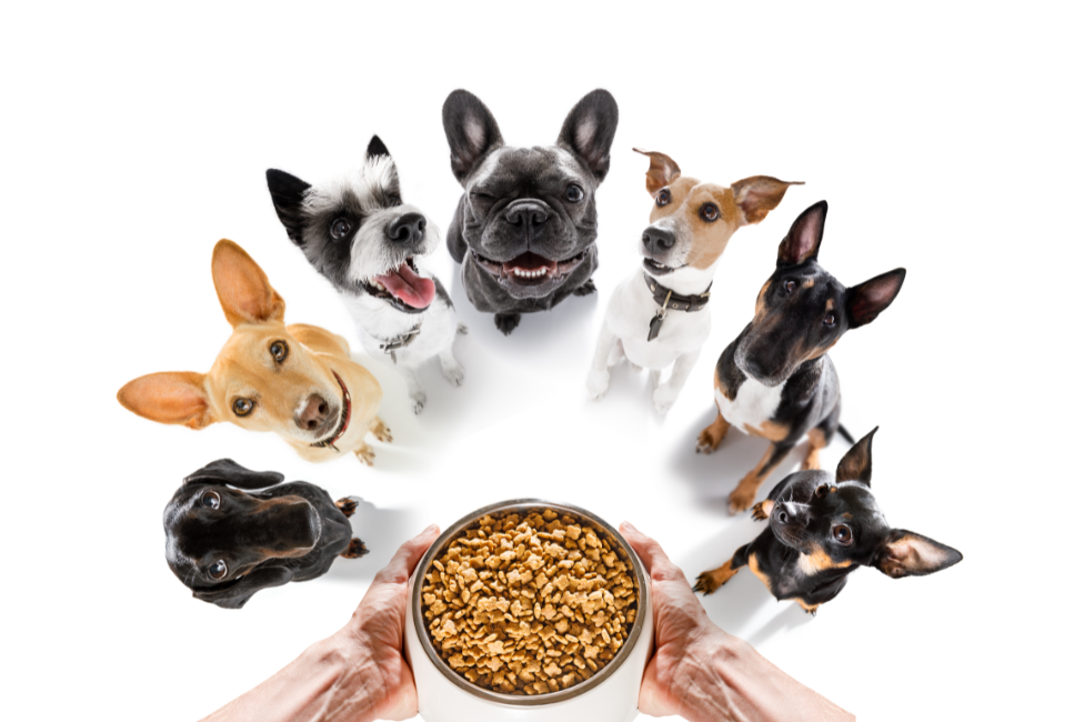 Jakie są najzdrowsze rasy psów?