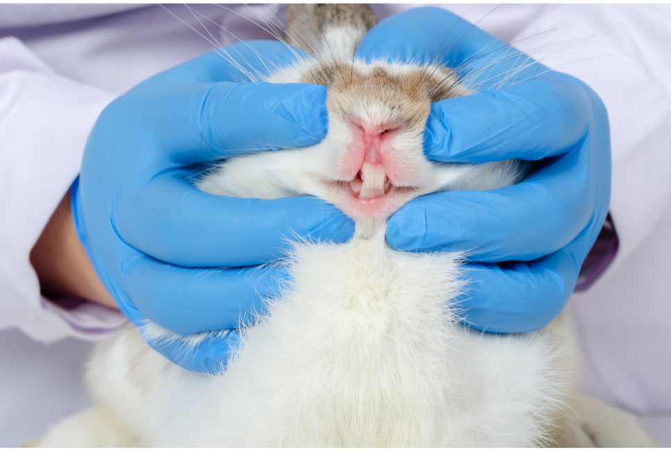 Jak dbać o zęby królika i co powinno nas w nich zaniepokoić?